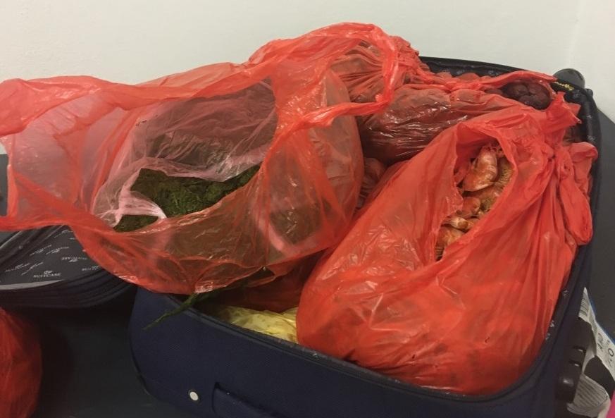 Alghe e pesce in valigia bloccato passeggero cinese 