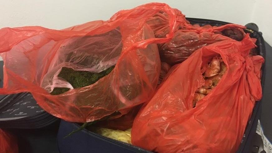 Alghe e pesce in valigia bloccato passeggero cinese