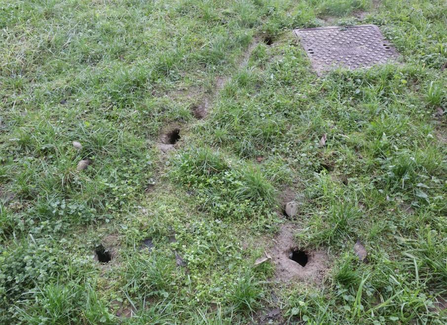 Reggio Emilia, i buchi scavati nell'erba dai topi in via Turri