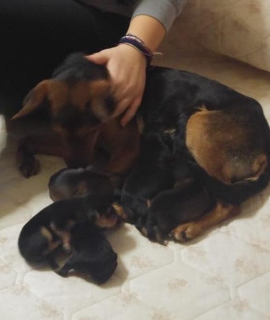 Comacchio, cagnolina incinta salvata da una ragazzina di passaggio 