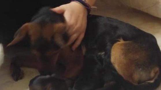 Comacchio, cagnolina incinta salvata da una ragazzina di passaggio