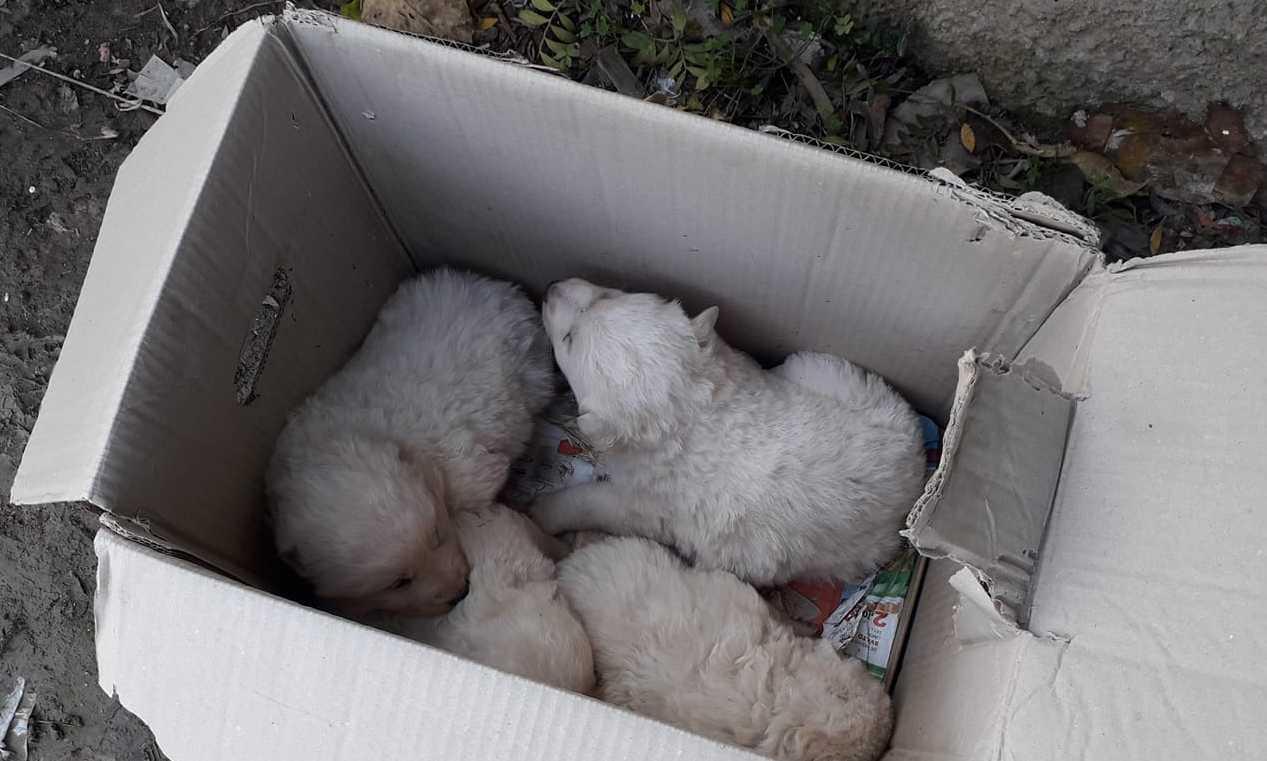 Alghero, quattro cuccioli abbandonati cercano un padrone 