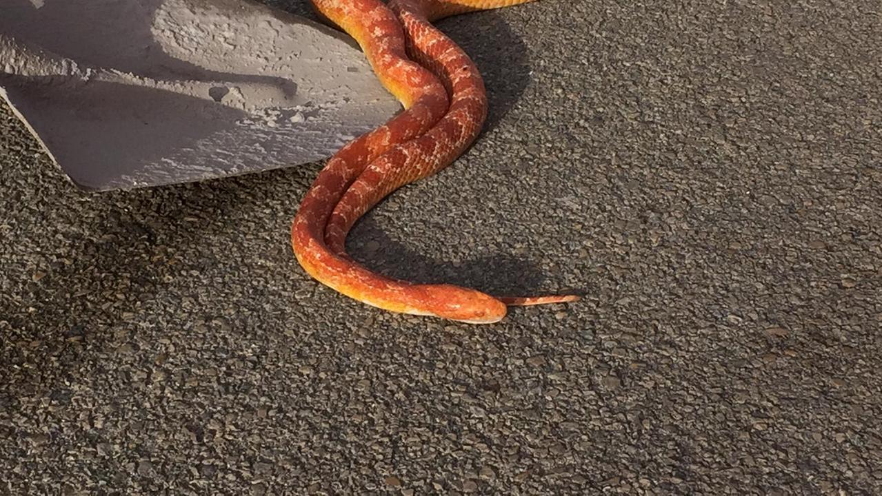 Il serpente trovato in via Bachelet a Sassari