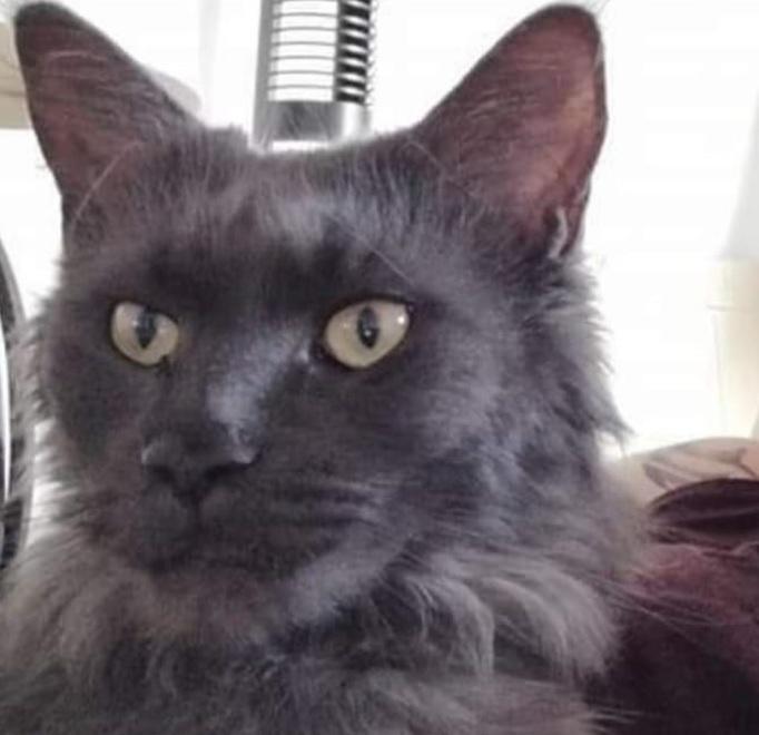 Dopo 5 mesi da randagia la gatta Peggy torna a casa 