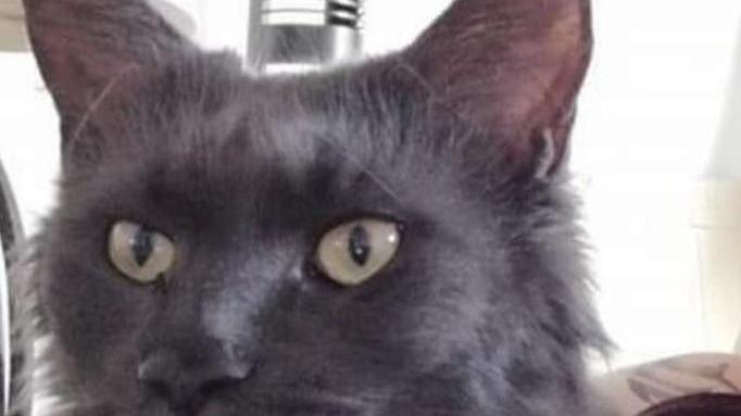 Dopo 5 mesi da randagia la gatta Peggy torna a casa