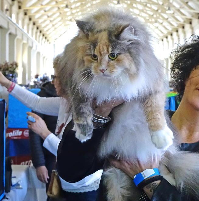 Pisa, la giunta leghista: «Un bonus-gatto a chi non ha soldi per curarlo»