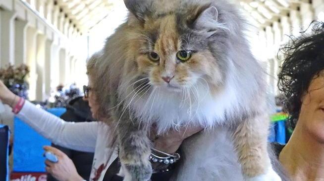 Pisa, la giunta leghista: «Un bonus-gatto a chi non ha soldi per curarlo»