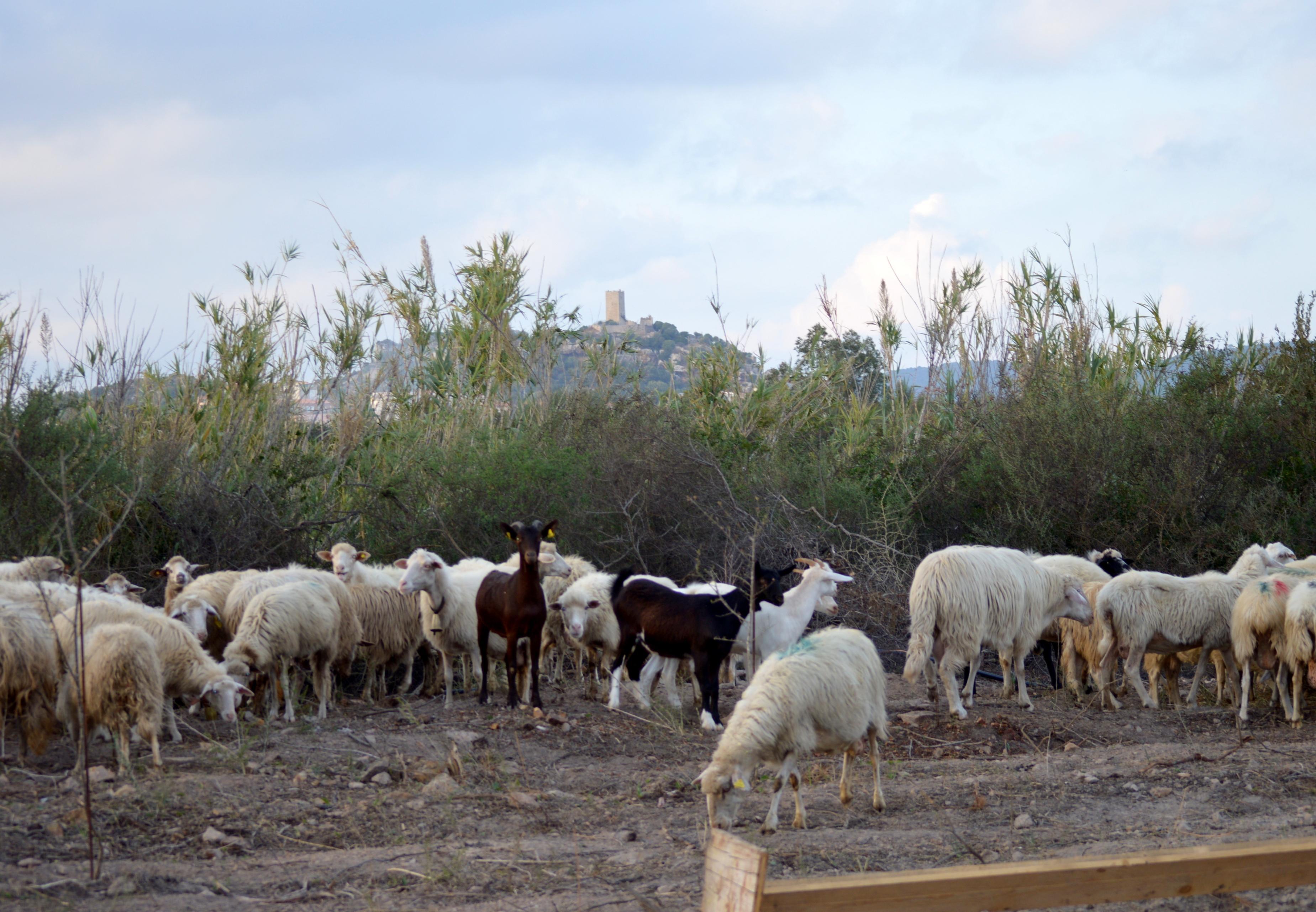 Gregge annegato a Posada, donati 40 ovini 