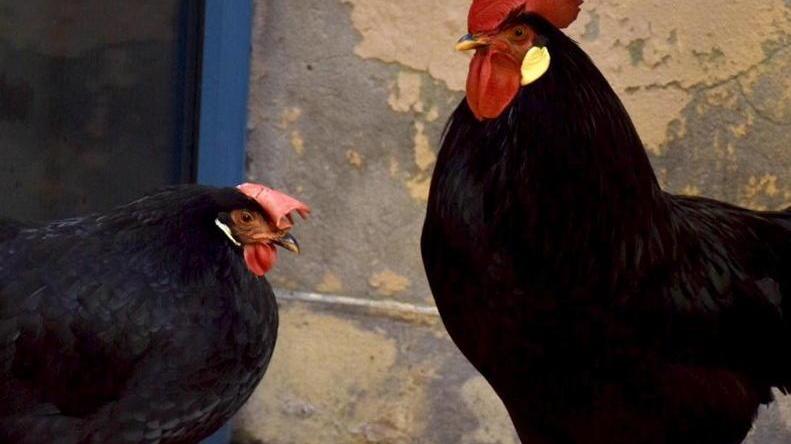 Gino è il nuovo gallo di villa Henderson: il figlio di Renato canta e fa felici i bambini