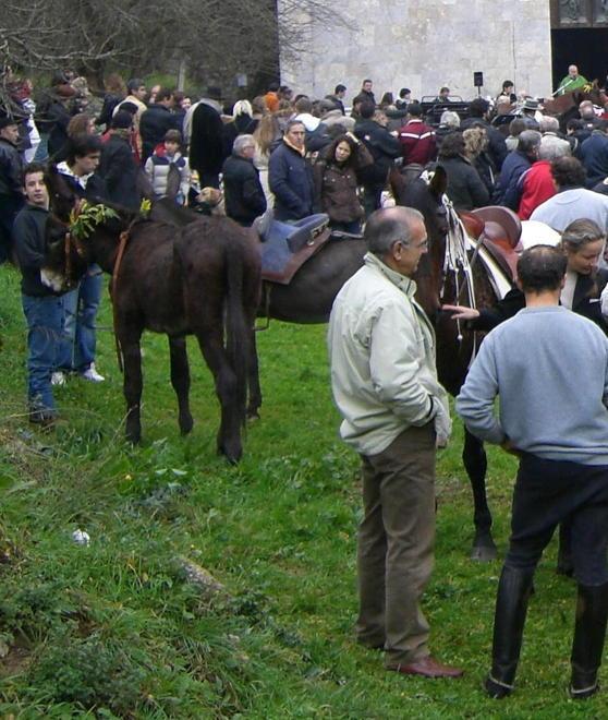 Torna la benedizione degli animali a Querceta