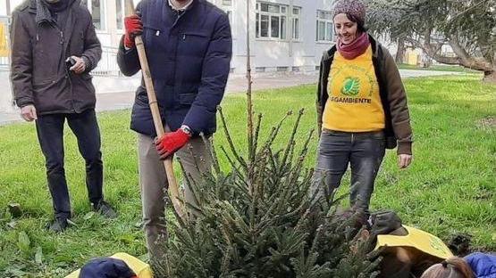 Gli studenti salvano gli alberi di Natale