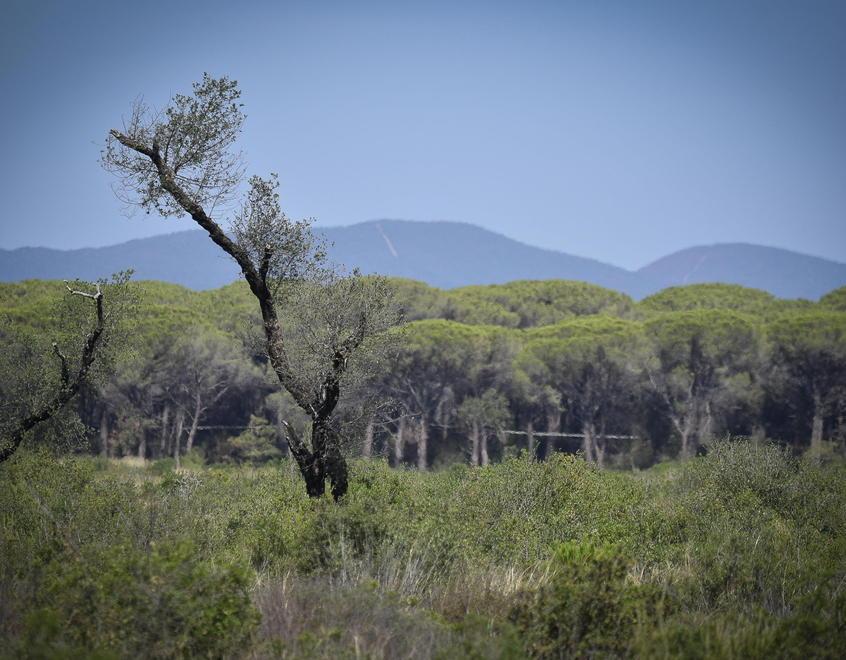 Per la pineta gli ostacoli sono tanti e la burocrazia è eccessiva