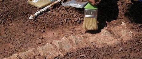 Alghero, a Porticciolo i fossili di un antenato dei dinosauri preistorici