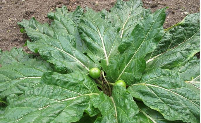 Una pianta di mandragola