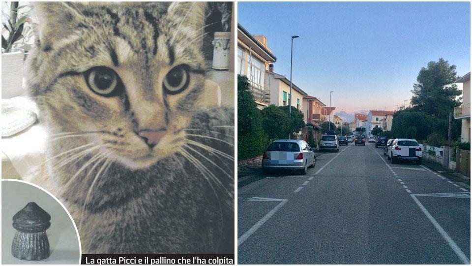 Spara un pallino d’acciaio e uccide la gatta, scatta la denuncia della padrona: «Si scopra chi è stato» 