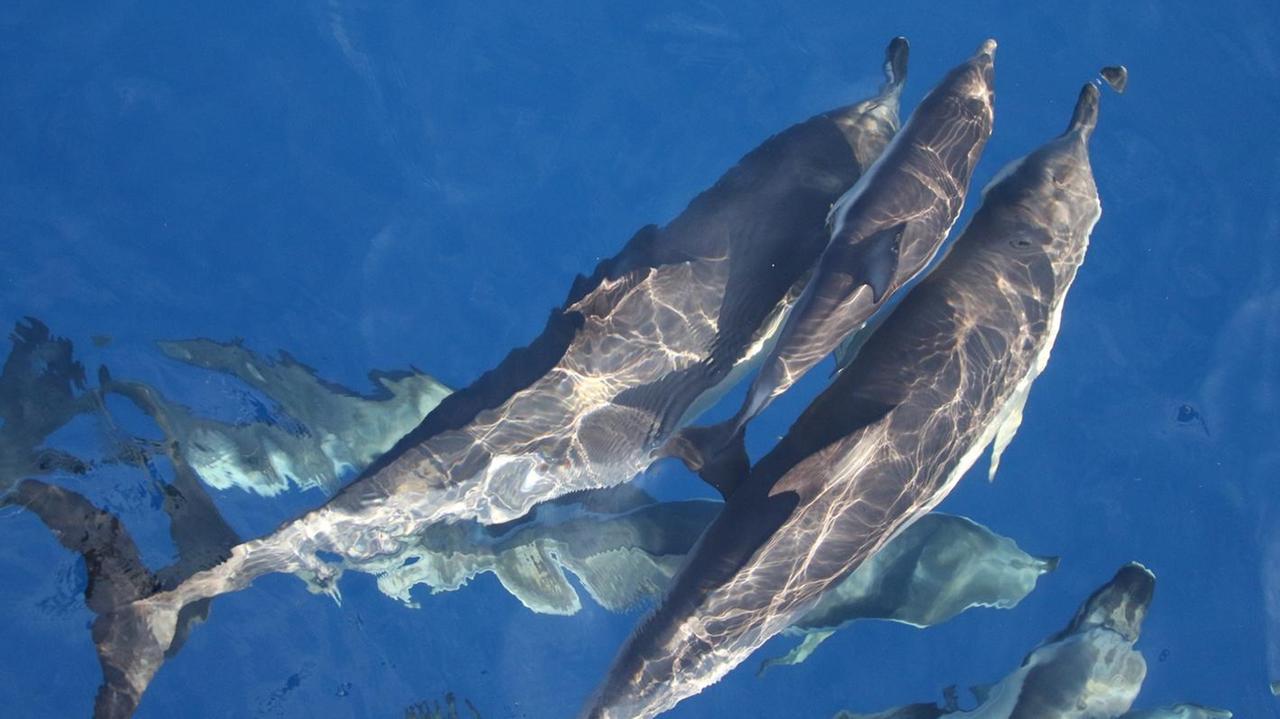 Delfini, immagine di repertorio