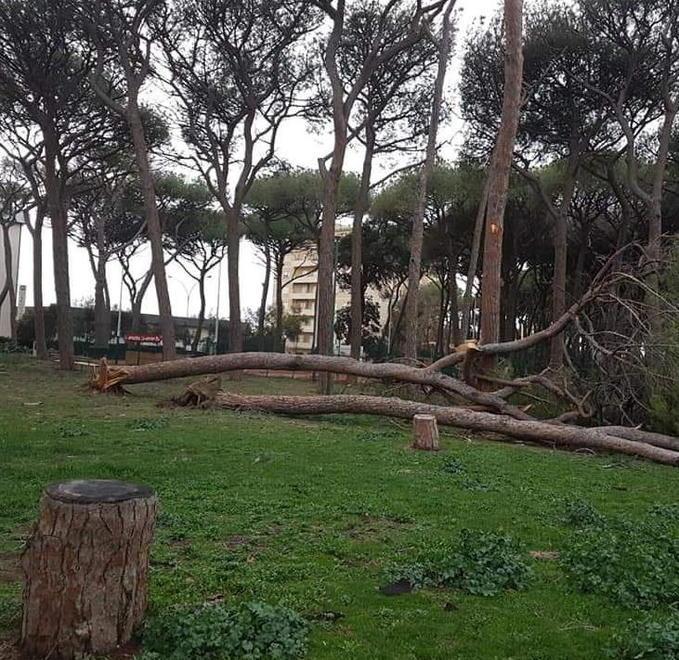 Pini pericolanti: «Subito un sopralluogo» 
