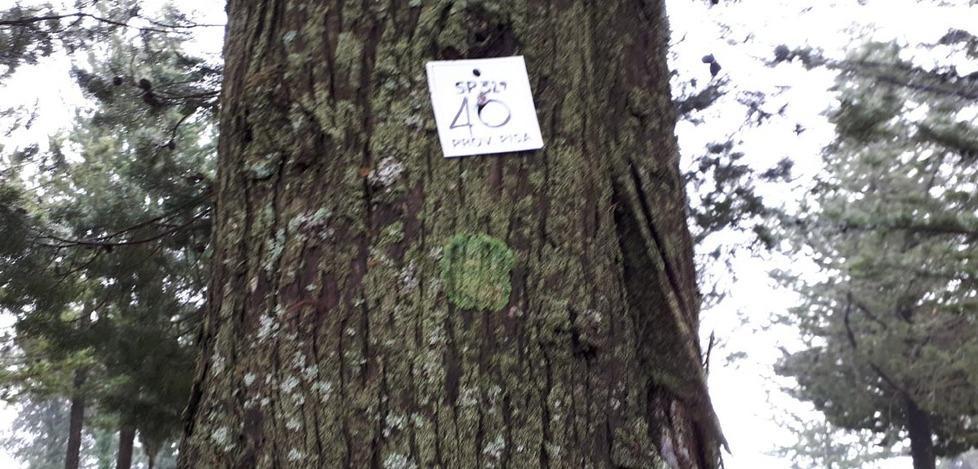 Avviati i controlli sugli alberi lungo la Sp 329