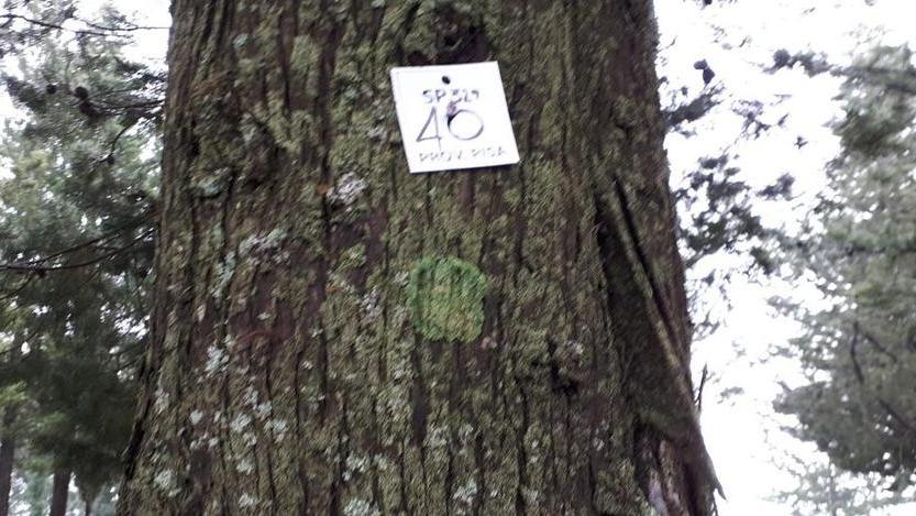 Avviati i controlli sugli alberi lungo la Sp 329