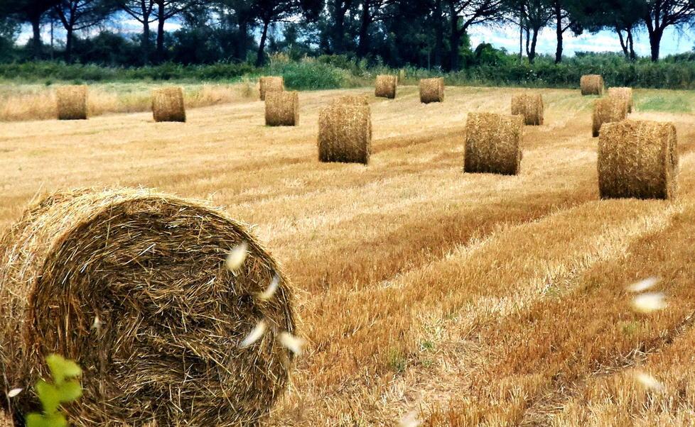 A Paganico si sperimenta l’agricoltura che sfida i cambiamenti climatici 