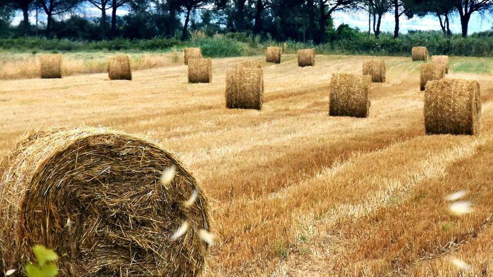 A Paganico si sperimenta l’agricoltura che sfida i cambiamenti climatici