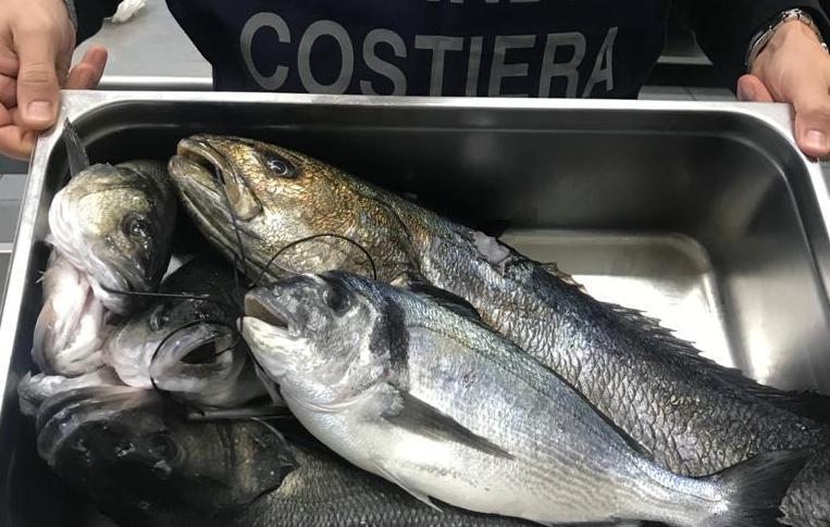 Sequestrati 35 chili di pesce non in regola 