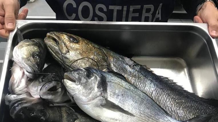 Sequestrati 35 chili di pesce non in regola 