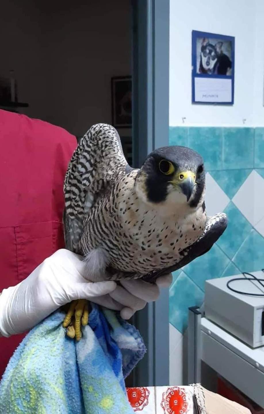 Falco pellegrino colpito a un’ala da una fucilata