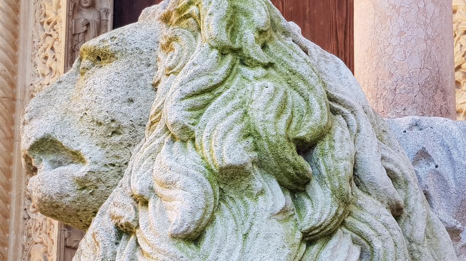 I leoni del Duomo sono diventati verdi «È microflora dovuta al clima anomalo»