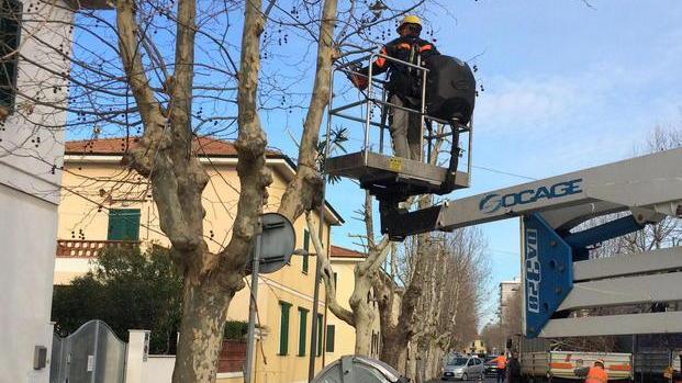 L’idea di un Parco della Vita: un albero per ogni nato