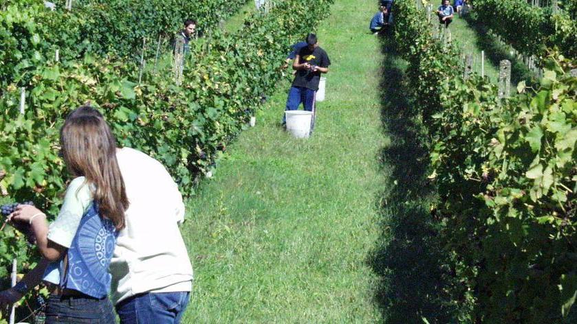 Al Polo-Cattaneo nasce l’agricoltura “specializzata”