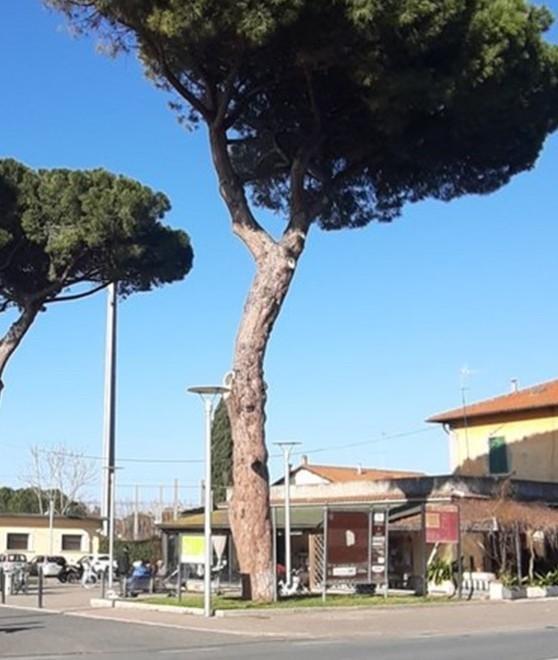 Abbattuto un pino in piazza della Stazione 