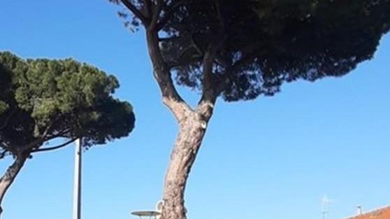 Abbattuto un pino in piazza della Stazione