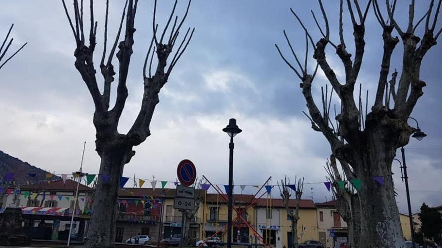Potatura degli alberi in corso