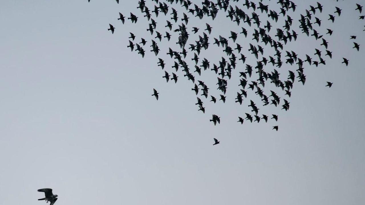 Un falco pellegrino in volo su uno stormo di storni
