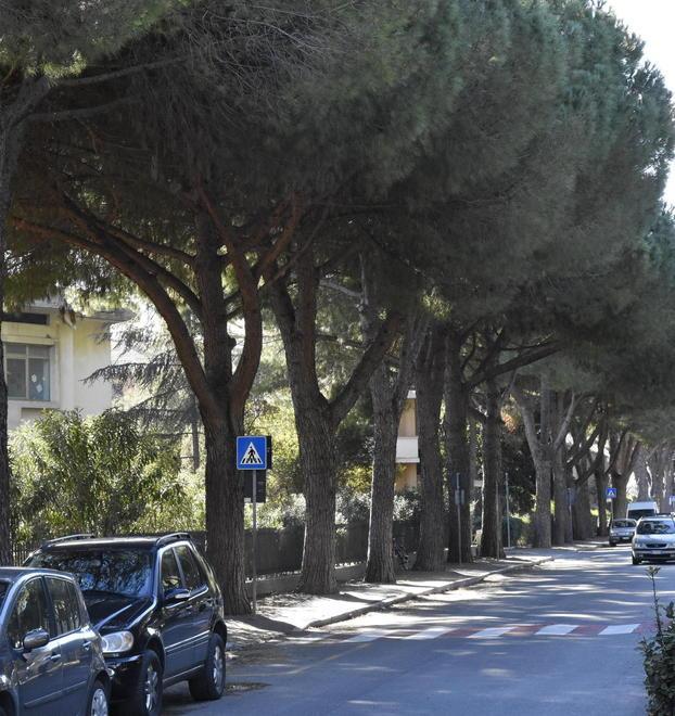 Viale Uranio, entro marzo saranno potati 79 pini 