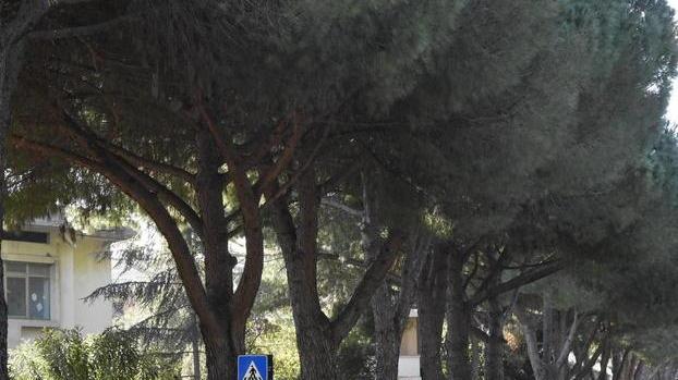 Viale Uranio, entro marzo saranno potati 79 pini