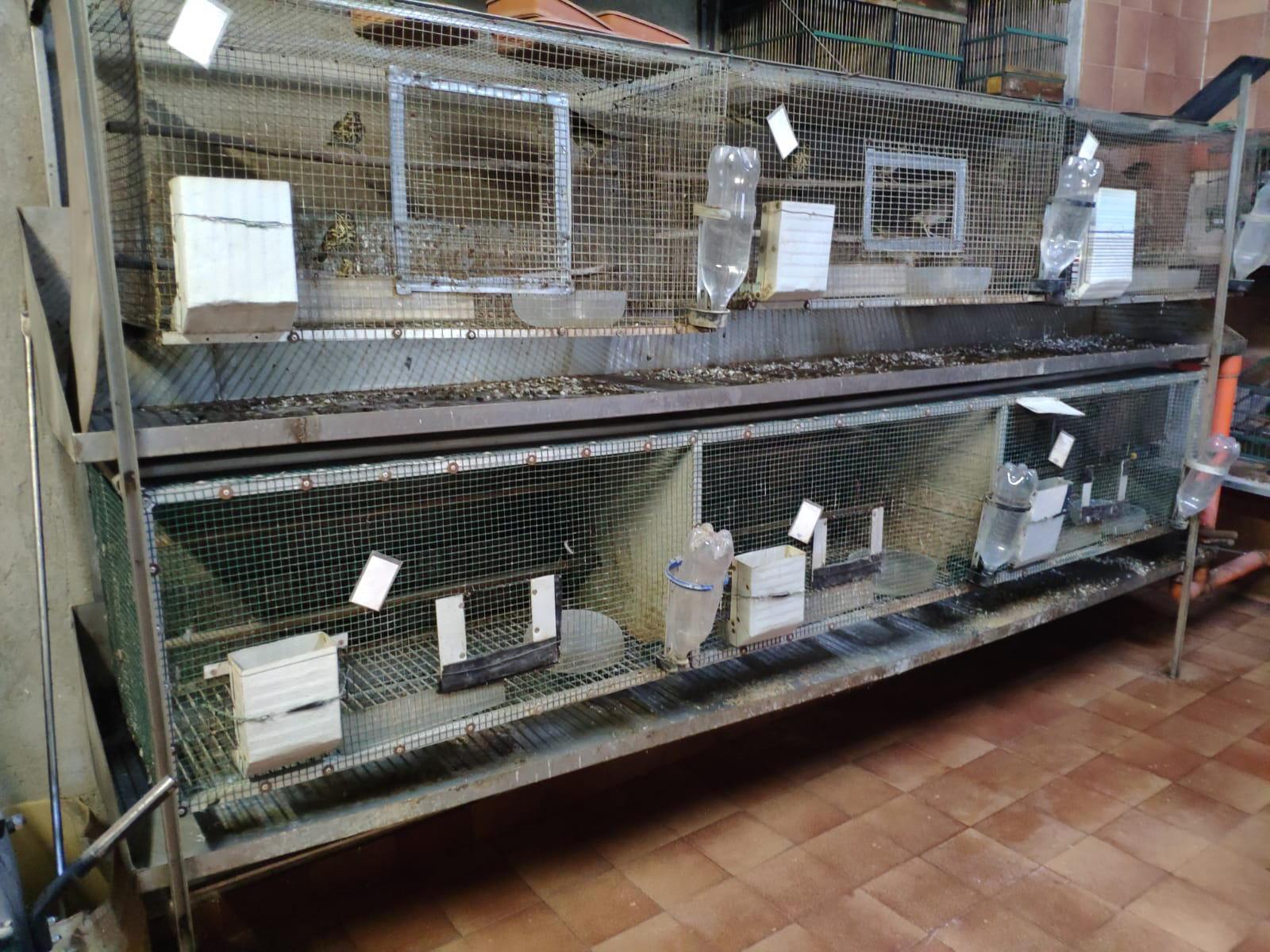 Dopava gli uccelli da richiamo: denunciato