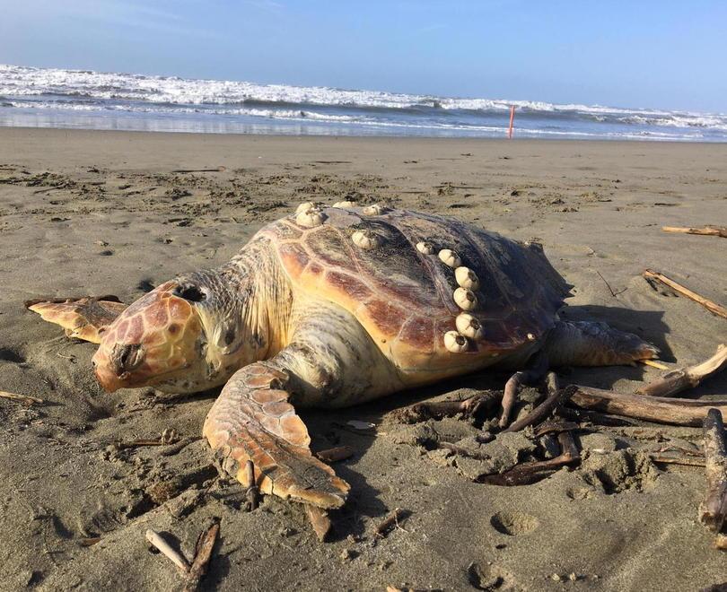 Tartaruga morta trovata in spiaggia