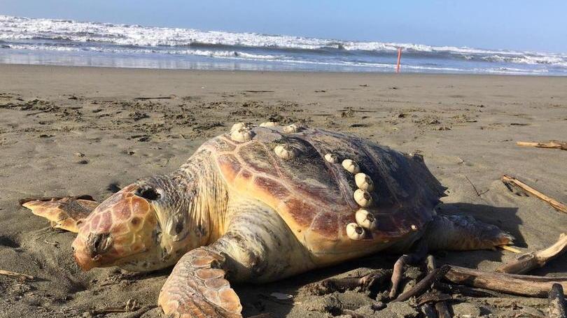 Tartaruga morta trovata in spiaggia