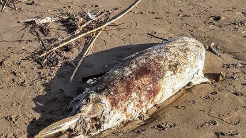 Un delfino spiaggiato al Lillatro