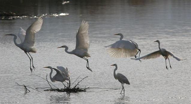 Spari agli aironi nel Parco del Delta Denunciati in tre