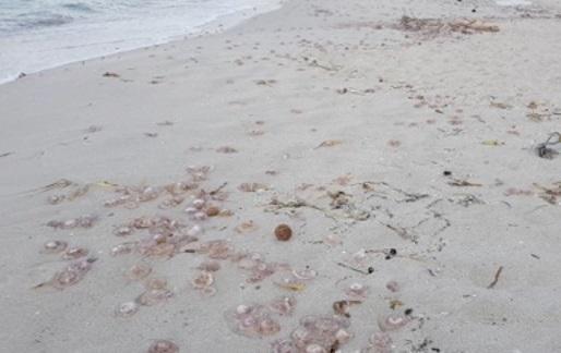 Alghero, moria di meduse a Maria Pia 