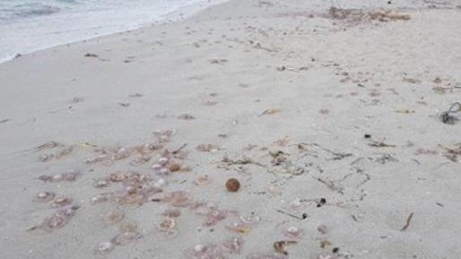 Alghero, moria di meduse a Maria Pia