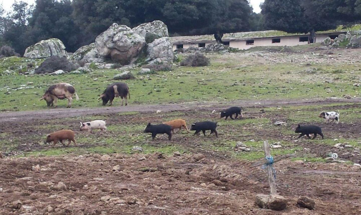 Baunei, abbattuti gli ultimi branchi di maiali al pascolo brado
