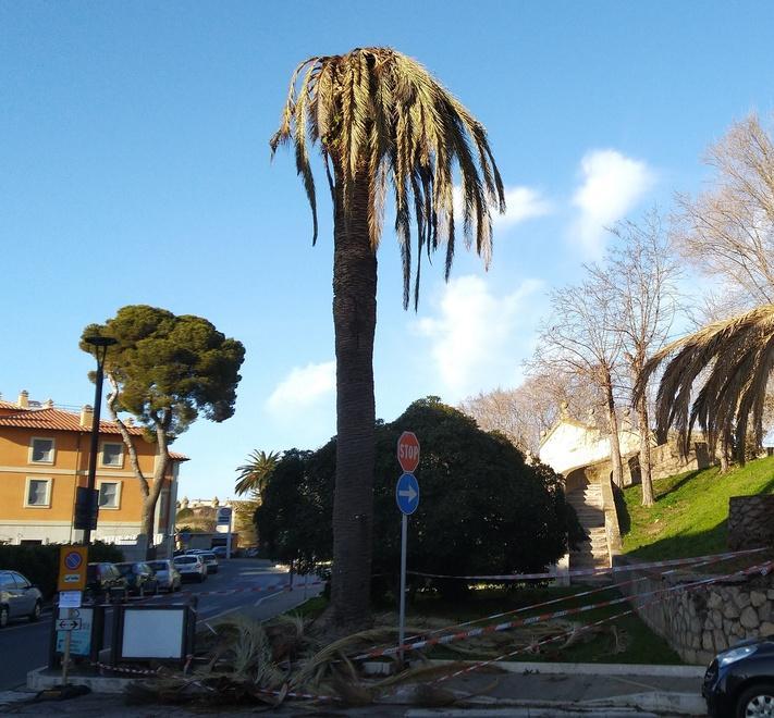 Il punteruolo fa strage, via al taglio di 30 palme 