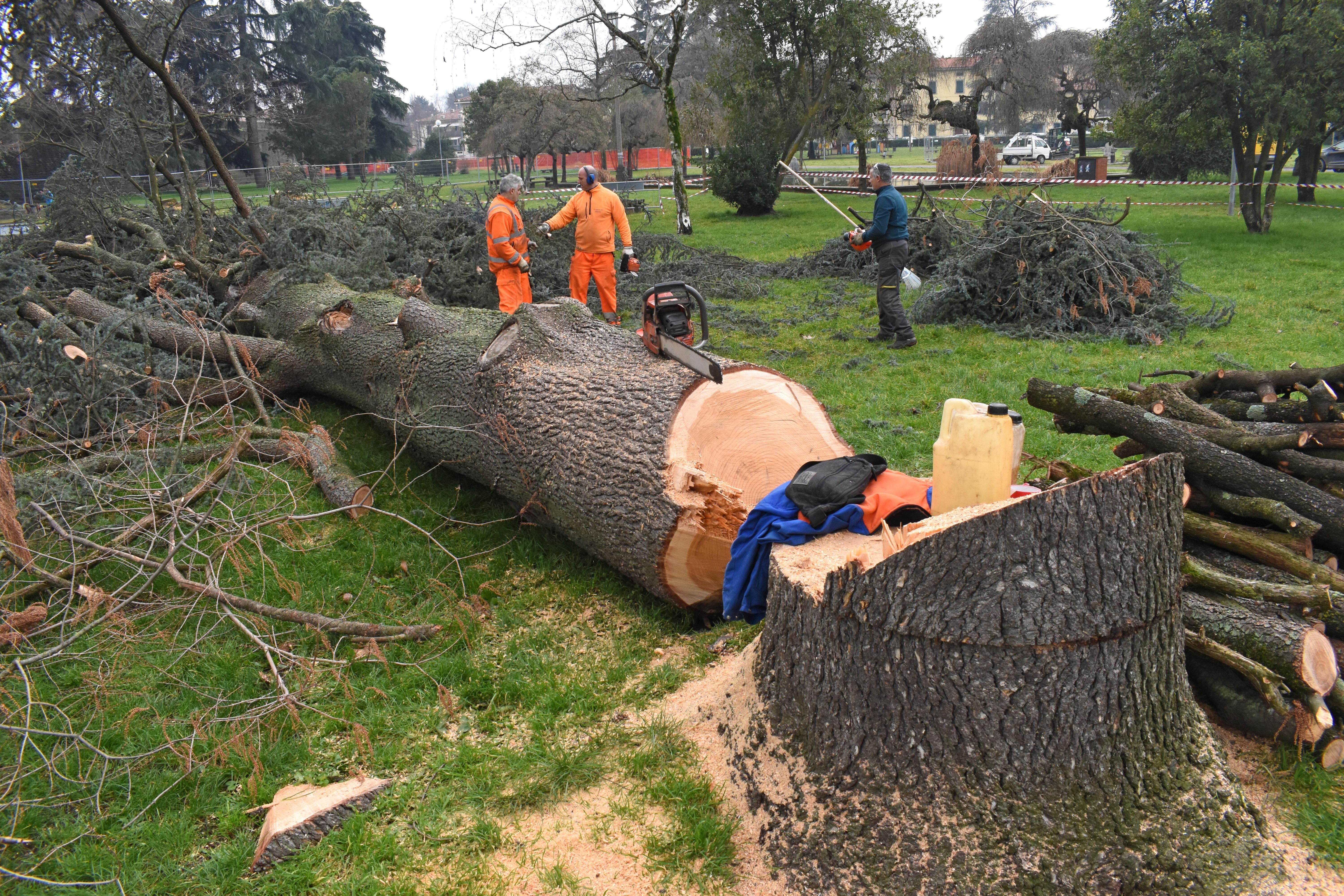 Trenta alberi da abbattere. L’assessore: siamo obbligati 
