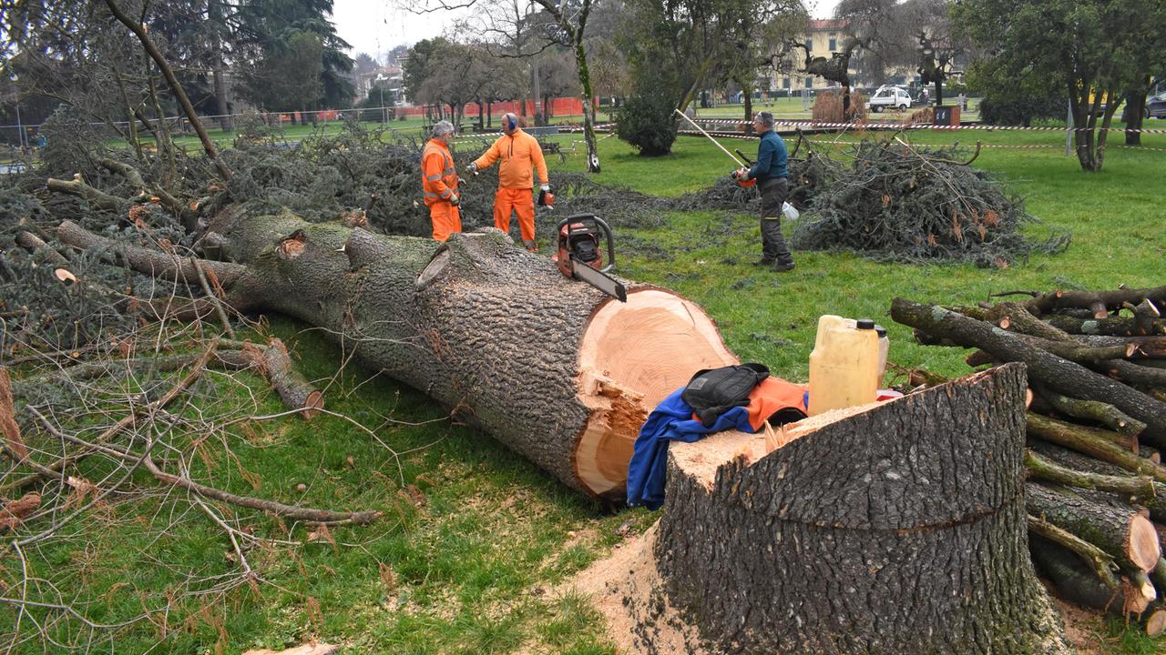 Trenta alberi da abbattere. L’assessore: siamo obbligati