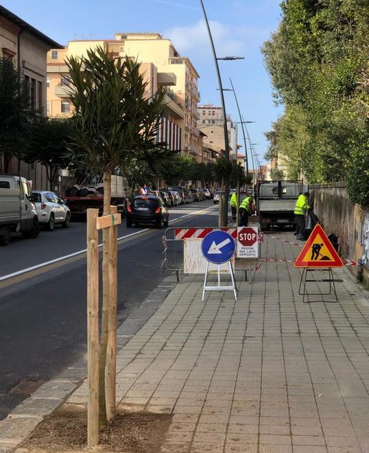 Interventi per piantare settanta nuovi alberi