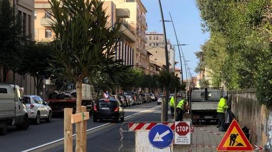 Interventi per piantare settanta nuovi alberi